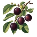 branch with plum vintage illustration