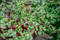 Branch of Portulacaria afra, elephant bush or dwarf jade plant. Selective focus of Portulacaria Afra - elephant bush, Porkbush is Royalty Free Stock Photo