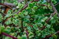 Branch of Portulacaria afra, elephant bush or dwarf jade plant. Selective focus of Portulacaria Afra - elephant bush, Porkbush is Royalty Free Stock Photo