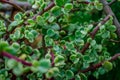 Branch of Portulacaria afra, elephant bush or dwarf jade plant. Selective focus of Portulacaria Afra - elephant bush, Porkbush is Royalty Free Stock Photo