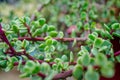 Branch of Portulacaria afra, elephant bush or dwarf jade plant. Selective focus of Portulacaria Afra - elephant bush, Porkbush is Royalty Free Stock Photo