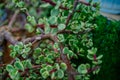 Branch of Portulacaria afra, elephant bush or dwarf jade plant. Selective focus of Portulacaria Afra - elephant bush, Porkbush is Royalty Free Stock Photo