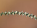 Branch of prickly Russian thistle with flowers. Salsola kali ssp. Tragus