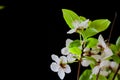A branch of profusely blooming plum on a black background
