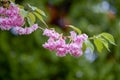 Branch of Prunus Kanzan cherry. Pink double flowers and green leaves