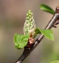 Branch of Prunus padus Royalty Free Stock Photo