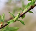 Prunus padus branch Royalty Free Stock Photo