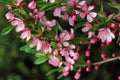 Branch of prunus serrulata japanese cherry in the spring garden Royalty Free Stock Photo