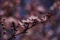 Branch of prunus serrulata japanese cherry in the spring garden Royalty Free Stock Photo