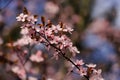 Branch of prunus serrulata japanese cherry in the spring garden Royalty Free Stock Photo