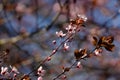 Branch of prunus serrulata japanese cherry in the spring time garden Royalty Free Stock Photo