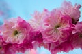 Branch of Prunus triloba beautiful pink flowers against blue sky Royalty Free Stock Photo