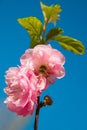 Branch of Prunus triloba beautiful pink flowers against blue sky Royalty Free Stock Photo