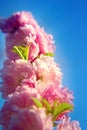 Branch of Prunus triloba beautiful pink flowers against blue sky Royalty Free Stock Photo