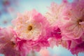 Branch of Prunus triloba beautiful pink flowers against blue sky Royalty Free Stock Photo