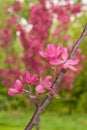 Branch of purple apple blossoms against green blurred background