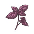 Branch purple basil with fresh leaves. Engraving vintage vector illustration.