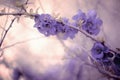 Branch with purple blossoms in pastel ambience Royalty Free Stock Photo