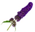 Branch with purple flowers of a butterfly bush (Buddleja davidii) Royalty Free Stock Photo