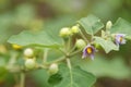 Branch of Purple-Fruited Pea Eggplant with flower and fruits.