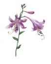 Branch of purple hosta flower on white.