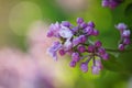 Branch of a purple lilac tree with small closed violet flowers Royalty Free Stock Photo