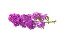 Branch Of Purple Lilacs Isolated