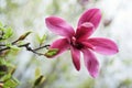 Branch with purple magnolia blossom