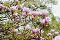 Branch with purple magnolias Royalty Free Stock Photo