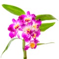 purple orchid dendrobium, cattleya with leaves is isolated on white background Royalty Free Stock Photo