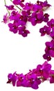 Branch with purple Orchid flowers on white Royalty Free Stock Photo