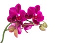 Branch purple orchid