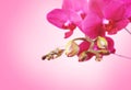 Branch purple orchid on pink background