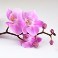 A branch of a purple orchid on a table Royalty Free Stock Photo