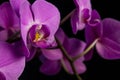 A branch with purple phalaenopsis flowers close-up similar to outlandish creatures on a dark background