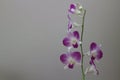 A branch of purple and white orchid flowers on white wall Royalty Free Stock Photo