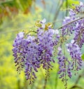 Branch of purple Wisteria on a green background close-up macro selective focus