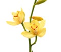 Branch purple and yellow orchid isolated on white background. Color, delicate. Royalty Free Stock Photo