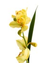 Branch purple and yellow orchid isolated on white background. Color, delicate. Royalty Free Stock Photo