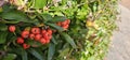 Branch of Pyracantha or Firethorn cultivar Orange Glow plant. Close up of orange berries on green background