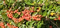 Branch of Pyracantha or Firethorn cultivar Orange Glow plant. Close up of orange berries on green background