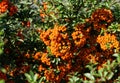 Branch of pyracantha or Firethorn cultivar Orange Glow plant. Close-up of orange berries against green background