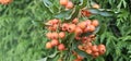 Branch of Pyracantha or Firethorn cultivar Orange Glow plant. Close up of orange berries on green background.