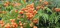 Branch of Pyracantha or Firethorn cultivar Orange Glow plant. Close up of orange berries on green background.