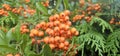 Branch of Pyracantha or Firethorn cultivar Orange Glow plant. Close up of orange berries on green background.