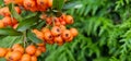 Branch of Pyracantha or Firethorn cultivar Orange Glow plant. Close up of orange berries on green background in public city park Royalty Free Stock Photo