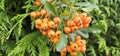 Branch of Pyracantha or Firethorn cultivar Orange Glow plant. Closeup of orange berries on green background. Royalty Free Stock Photo