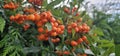 Branch of Pyracantha or Firethorn cultivar Orange Glow plant. Closeup of orange berries on green background.