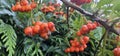 Branch of Pyracantha or Firethorn cultivar Orange Glow plant. Closeup of orange berries on green background.