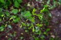 A branch of a pyrus ussuriensis from above